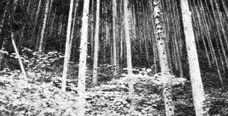 蜜植された美林